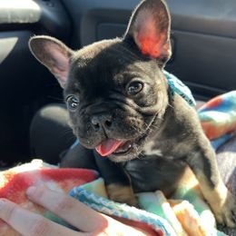 French Bulldog Puppies from Stratton Kennel