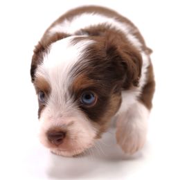Chili - Red tri male Toy Australian Shepherd puppy in Hamilton, Montana from Bitterroot Toy Aussies