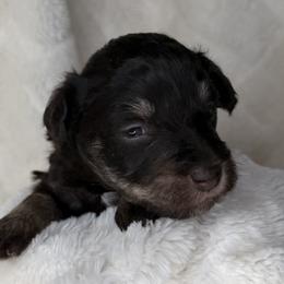 Iris - Liver female Miniature Schnauzer puppy in Milmay, New Jersey from Butterleaf Farms