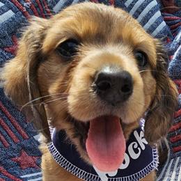 Dachshund Puppies from Watsons Dachshunds