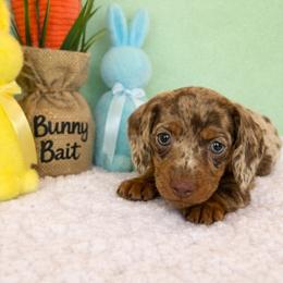Dachshund Puppies from Bear Creek Mini Dachshunds