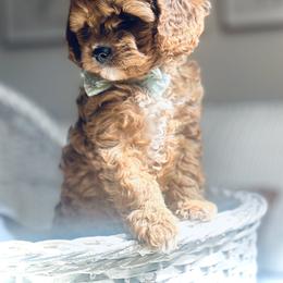 Cavalier King Charles Spaniel and Cavapoo Puppies from Adore Puppies