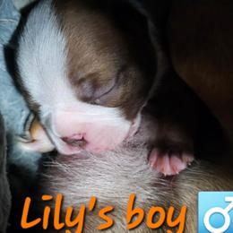 Lily's Boy - Fawn male Boston Terrier puppy in Versailles, Indiana from Benhams Bostons