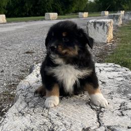 Vince - Black tri male Miniature Australian Shepherd puppy in Godley, Texas from Nana and Paws Aussies