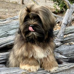 FLORIDA ZIV TEMP NAME Meaning BRILLIANCE AKC FLORIDA LHASA APSO MULTI CHAMPION ANCESTRY - Grizzle male Lhasa Apso puppy in Bell, Florida from Maryann & Kandis