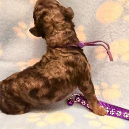 Lisa- purple - Merle female Goldendoodle puppy in Van Buren, Missouri from Jami’s Goldendoodles & Poodles