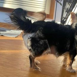 Birdie - Chihuahua