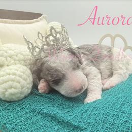 Aurora - Blue merle female Bernedoodle puppy in Omaha, Nebraska from Whimsy Doodles
