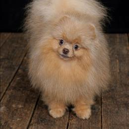 Shaggy - Lavender male Pomeranian puppy in Fultonville, New York from Sandy Aussies, Mini Dachshunds & Pomeranians