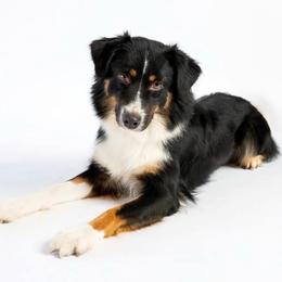 Willow - Black tri-color female Australian Shepherd puppy in Placerville, California from BFF Aussies