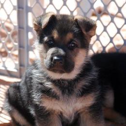 German Shepherd Puppies from Owl Grove German Dogs