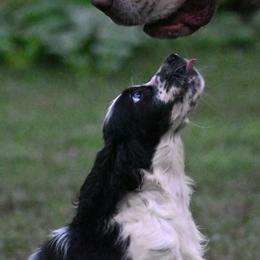 Dachshunds and English Springer Spaniels from Leila Ferrucci