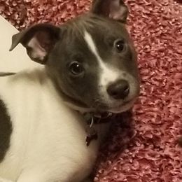 Rat Terrier Puppies from Live Wire Rat Terriers