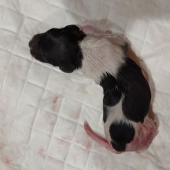 Boy 3 - Kleine Munsterlander puppy in Farmington Hills, Michigan from von den Großen Seen kennel