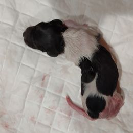 Boy 3 - Kleine Munsterlander puppy in Farmington Hills, Michigan from von den Großen Seen kennel