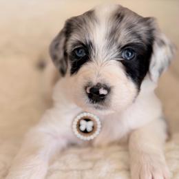 Coco Chanel - Blue merle female Aussiedoodle puppy in Dickerson, Maryland from Pawsome Aussie Doodles and Oodles