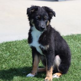Tuxedo Bear - Miniature Australian Shepherd