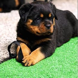 Female 1 - Black and mahogany female Rottweiler puppy in Arizona from TRK Rottweilers