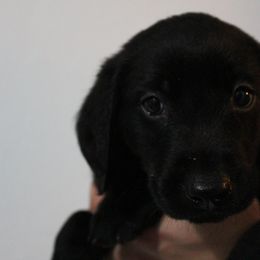 Golden Retriever and Labrador Retriever Puppies from Trenlock Kennels