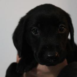 Golden Retriever and Labrador Retriever Puppies from Trenlock Kennels