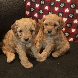 Cockapoo Puppies from Martin's Cockapoos