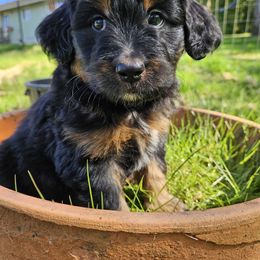Watermelon - Black and tan Assorted Doodle Crosses puppy in Rainier, Oregon from Seven Petals Farm