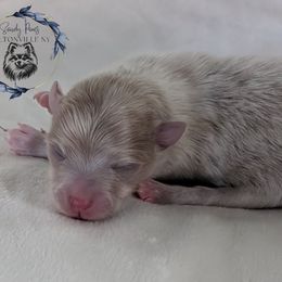 Vinnie - Lavender male Pomeranian puppy in Fultonville, New York from Sandy Aussies & Pomeranians