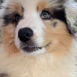 Australian Shepherds and Russell Terriers from Impact Aussies