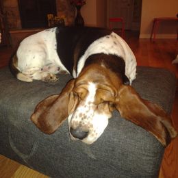 Jack jack  - Basset Hound