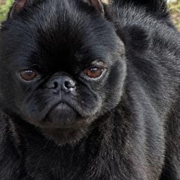 Sirius - Brussels Griffon