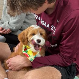 Seamus - Red  male Goldendoodle puppy in Calhoun, Georgia from Happy Top Doodles