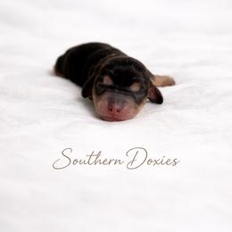 Milana - Black and cream female Dachshund puppy in Biloxi, Mississippi from Southern Doxies Ms