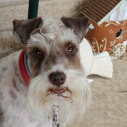 Kilo - Miniature Schnauzer