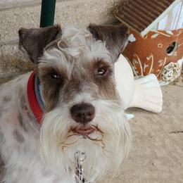 Kilo - Miniature Schnauzer