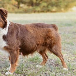 Cinch - Miniature Australian Shepherd