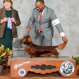 Patty - Dachshund