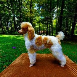 Burton - Poodle