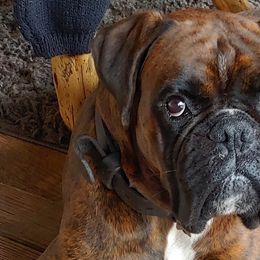 Boxers from Wendy's Pups