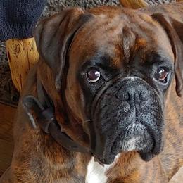 Boxers from Wendy's Pups