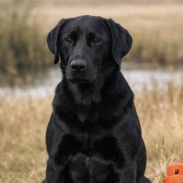 Oz - Black male Labrador Retriever puppy in Oklahoma City, Oklahoma from H & H Retrievers