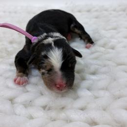 Jubilee - Lavendar - Blue merle female Australian Shepherd puppy in San Marcos, California from Faith Family Freedom Farm