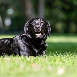 Philo - Labrador Retriever