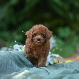 Cavapoo, Cockapoo, and Poodle Puppies from Heavenly Puppies to Love