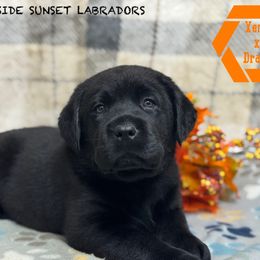 Orange collar - Black male Labrador Retriever puppy in Beaverdam, Virginia from Riverside Sunset Labrador Retrievers