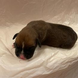 Leeann Rimes - Fawn female Boxer puppy in Willard, North Carolina from Boone’s Boxers of North Carolina