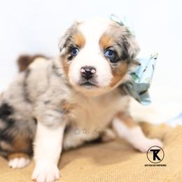 Twinkle- BMF - Blue merle female Australian Shepherd puppy in Nacogdoches, Texas from TK Standard, Mini, & Toy Aussies