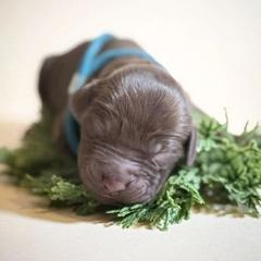 Boy 1 - Liver male Boykin Spaniel puppy in Capron, Virginia from Triple Creek Kennel
