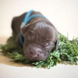 Boy 1 - Liver male Boykin Spaniel puppy in Capron, Virginia from Triple Creek Kennel