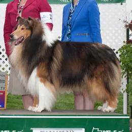 Collies from Chivalry Hill Collies
