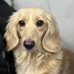 Jezebelle - Dachshund